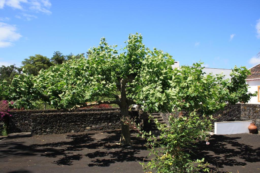 Quinta De Sao Caetano - Sao Miguel Acores Populo  Екстер'єр фото